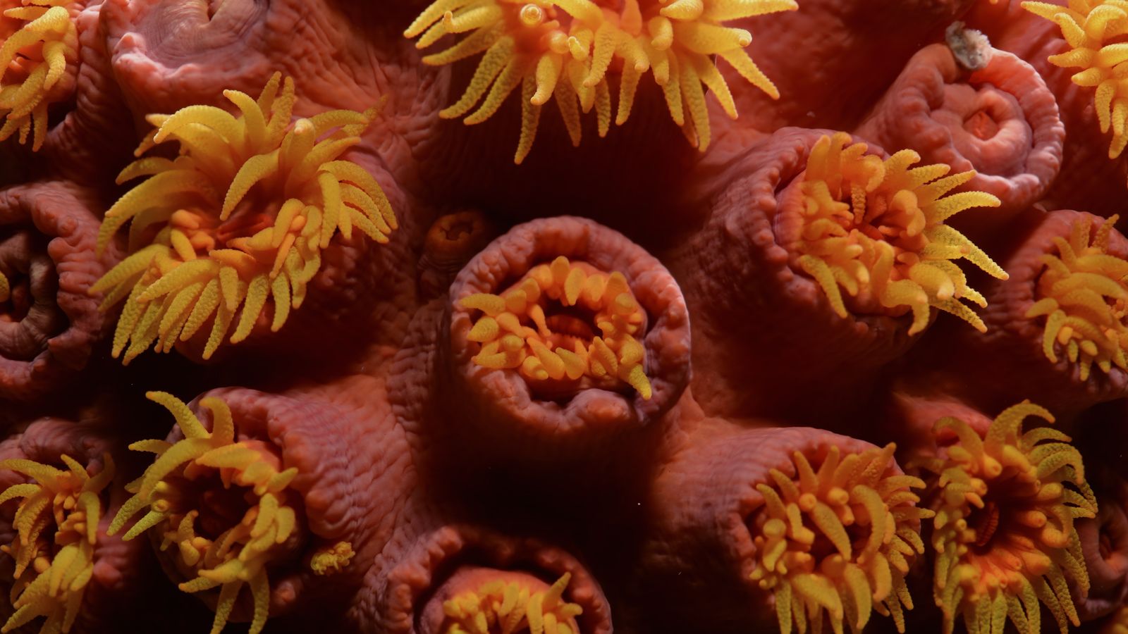 Viasat Nature Coral City 101 Still002