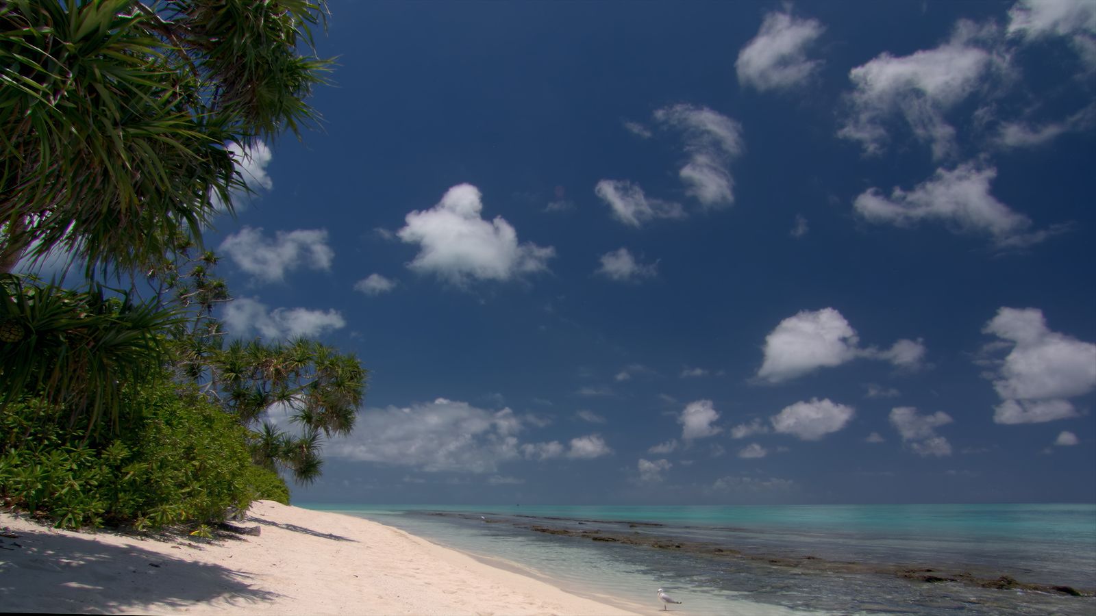 Viasat Nature Coral City 102 Still006