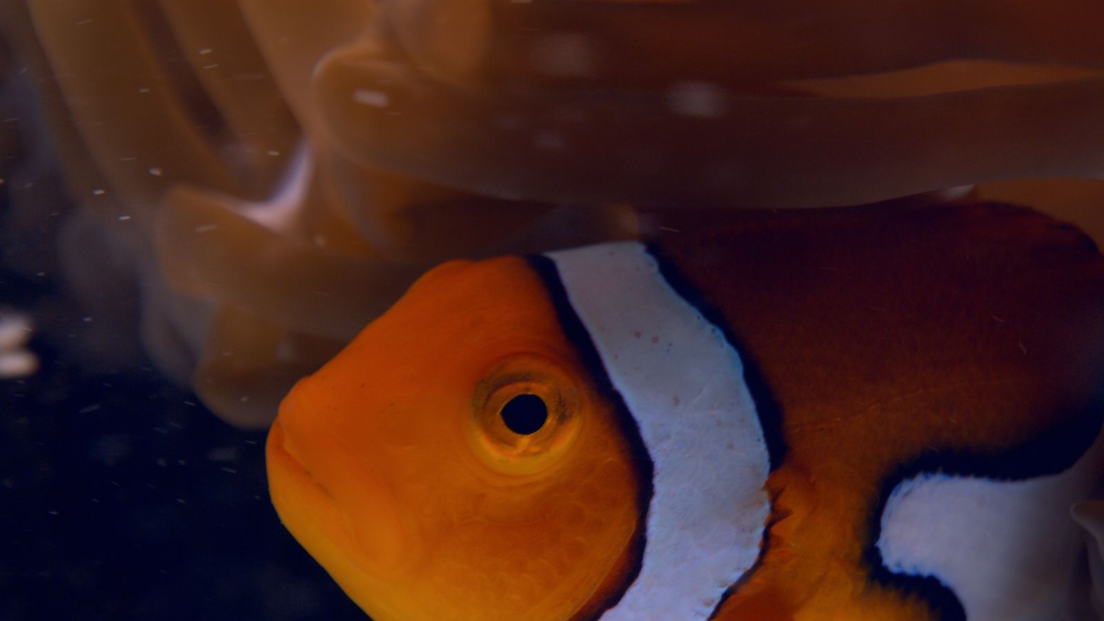 Viasat Nature Coral City 103 Still002