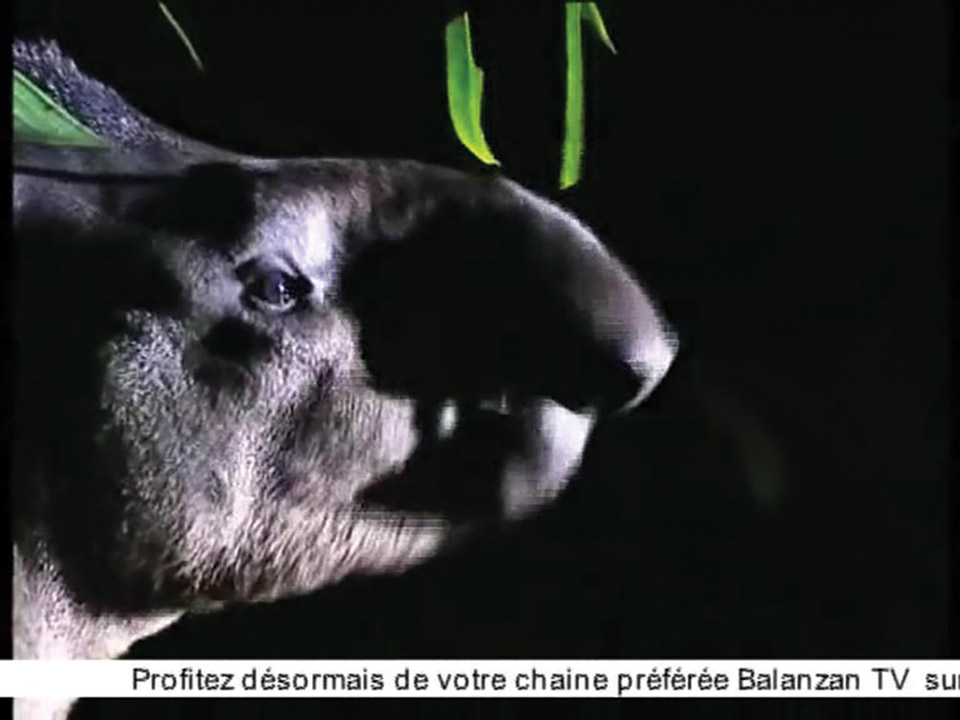 Balanzan TV
