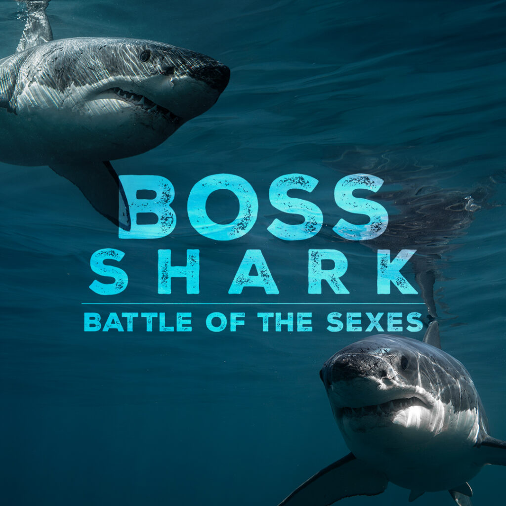 Viasat Nature BossSharkBattleoftheSexes KeyArt 1080x1080