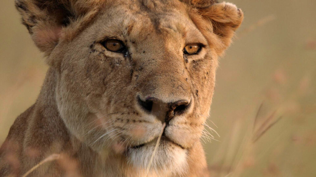 Viasat Nature Lion The Rise Fall Of The March Pride 00 007