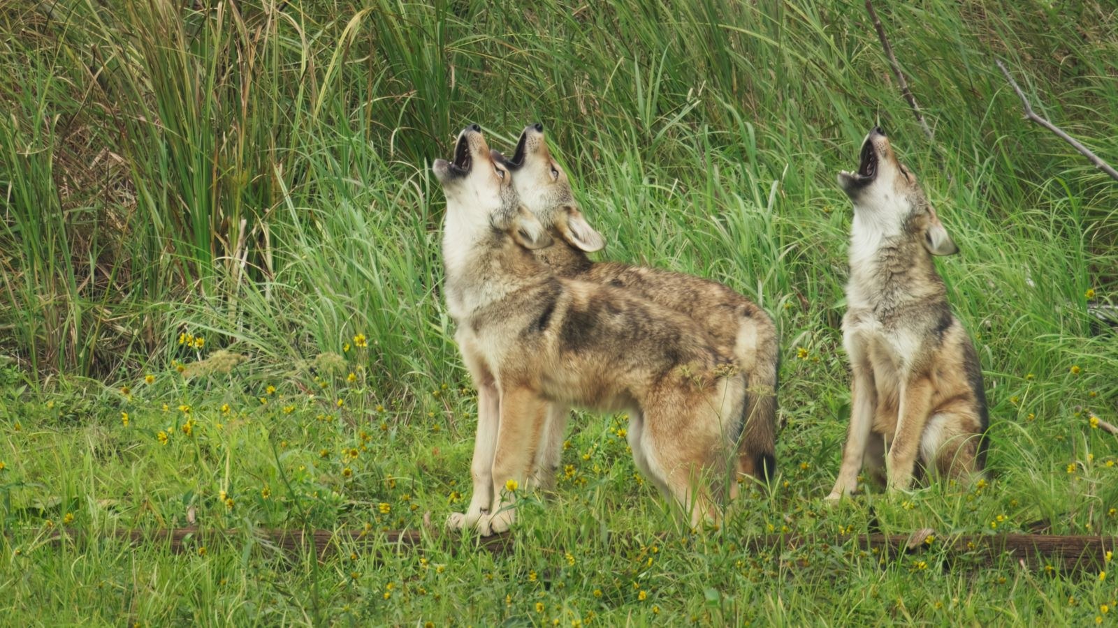Viasat Nature_Secret World of Sound with David Attenborough_SWOS