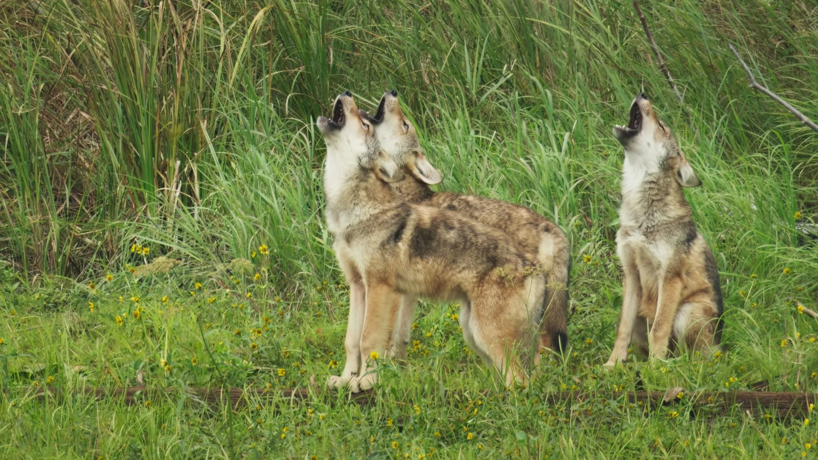 Viasat Nature_Secret World of Sound with David Attenborough_SWOS