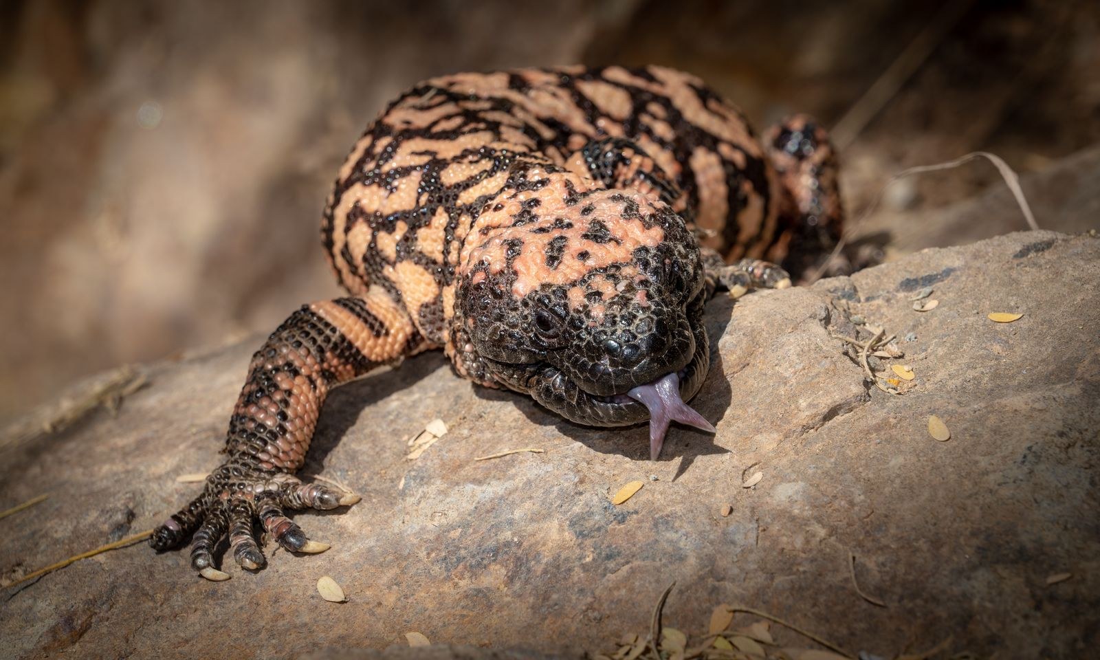 Viasat Nature_Wild Battlegrounds_gekko