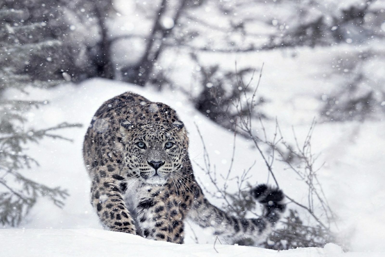 Viasat Nature_Wild Battlegrounds_Snow Leopard