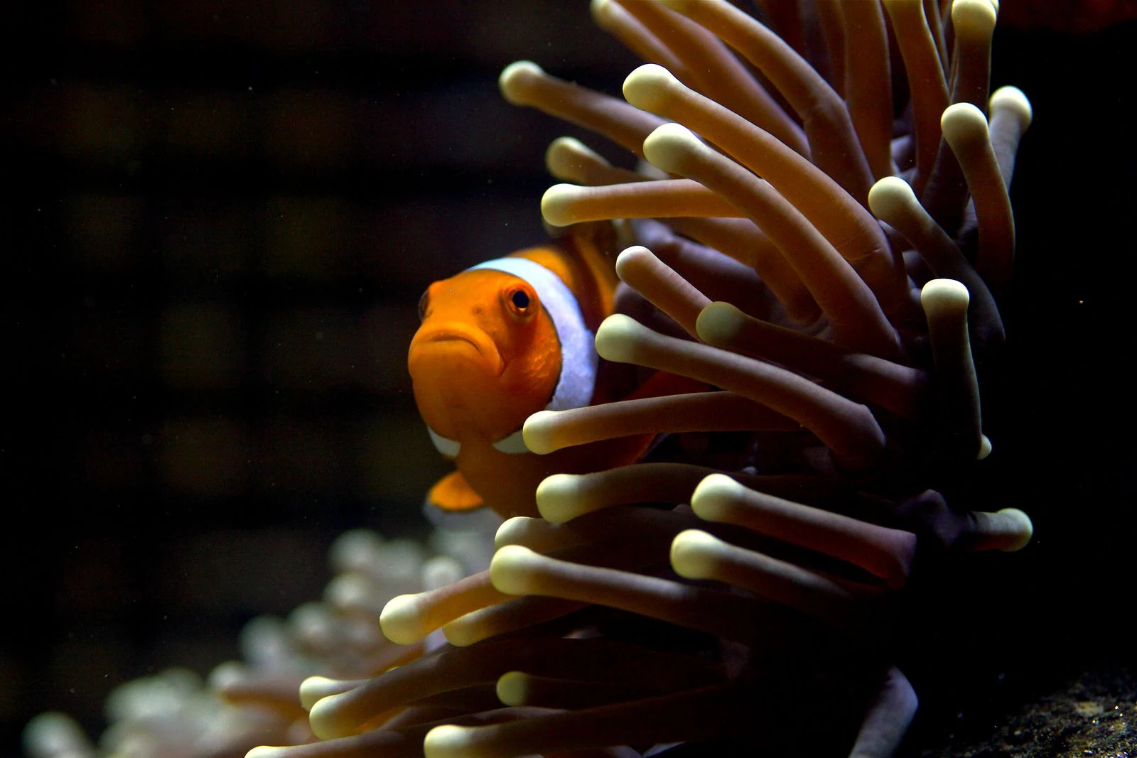 Viasat Nature_Great Barrier Reef_Nemo