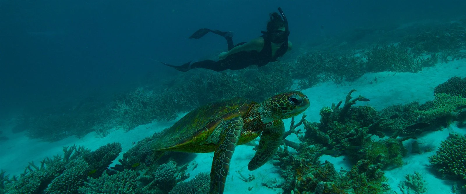 Viasat Nature-Deep-Dive-Australia