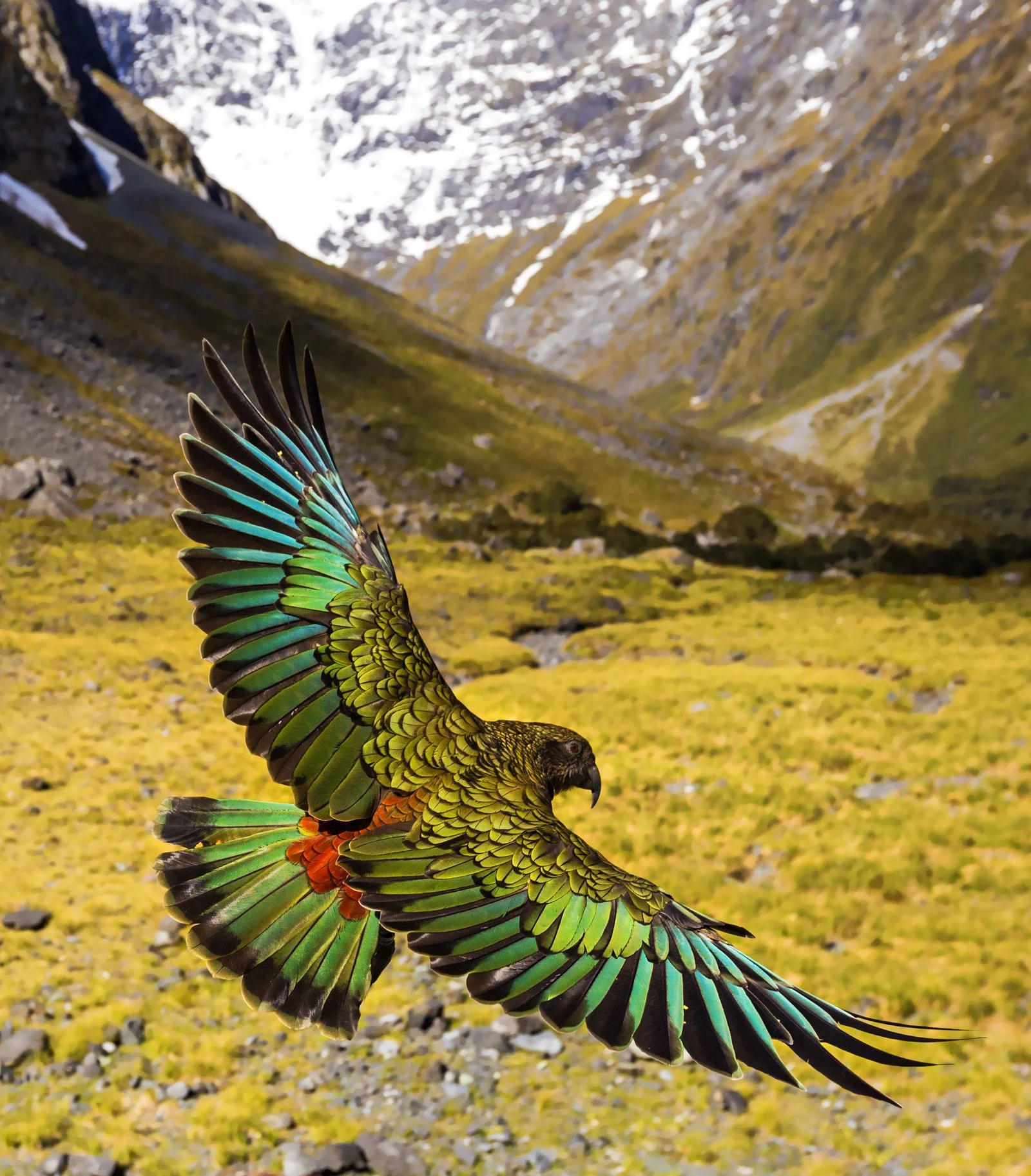 Viasat Nature_New Zealand_Mythical Islands-02_01