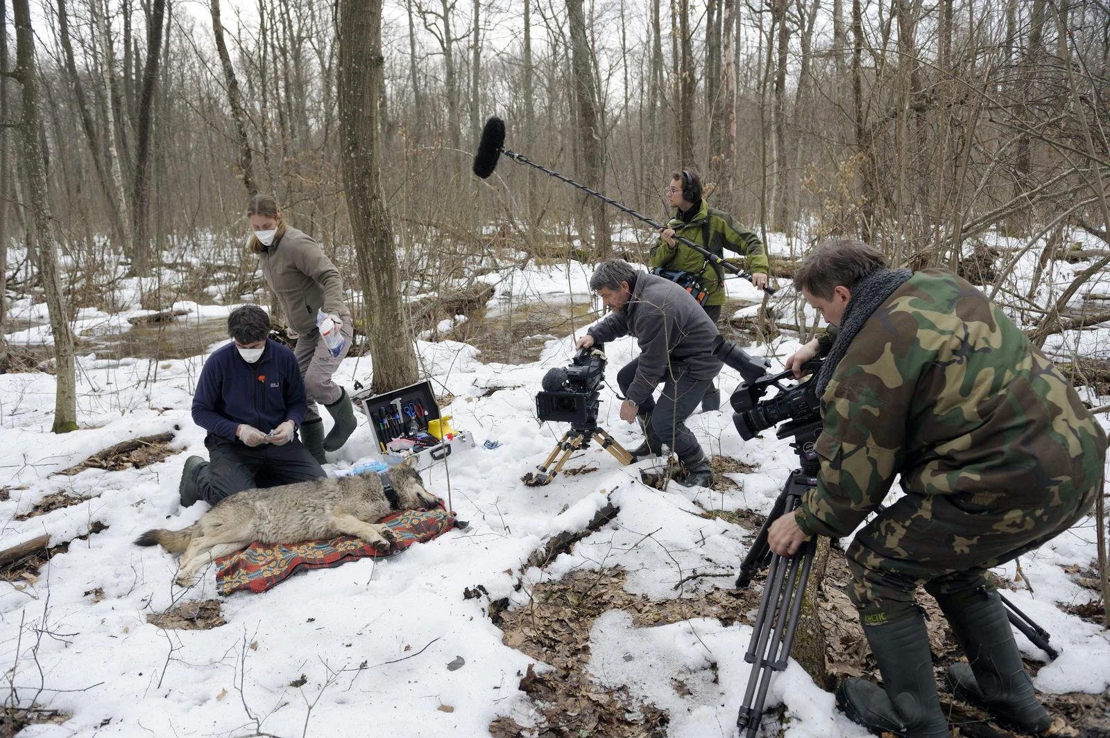 Viasat Nature-RA-Chernobyl_WolveORF Presse 11