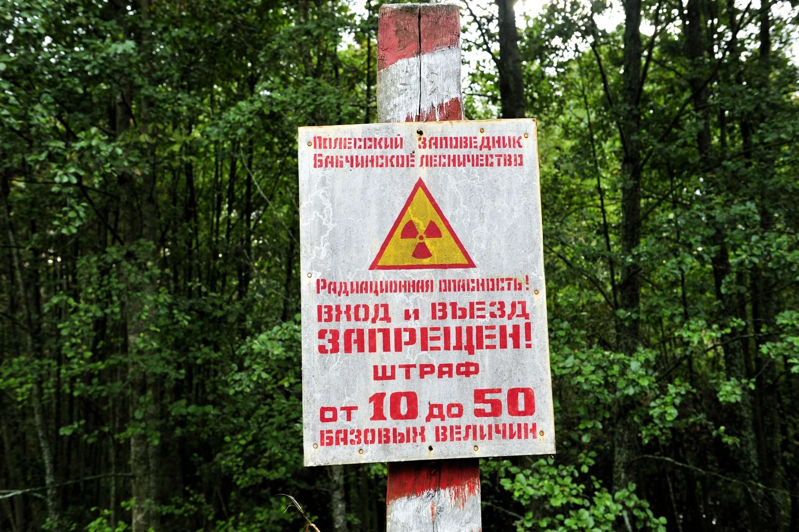 Viasat Nature-RA-Chernobyl_Wolve_RR71622
