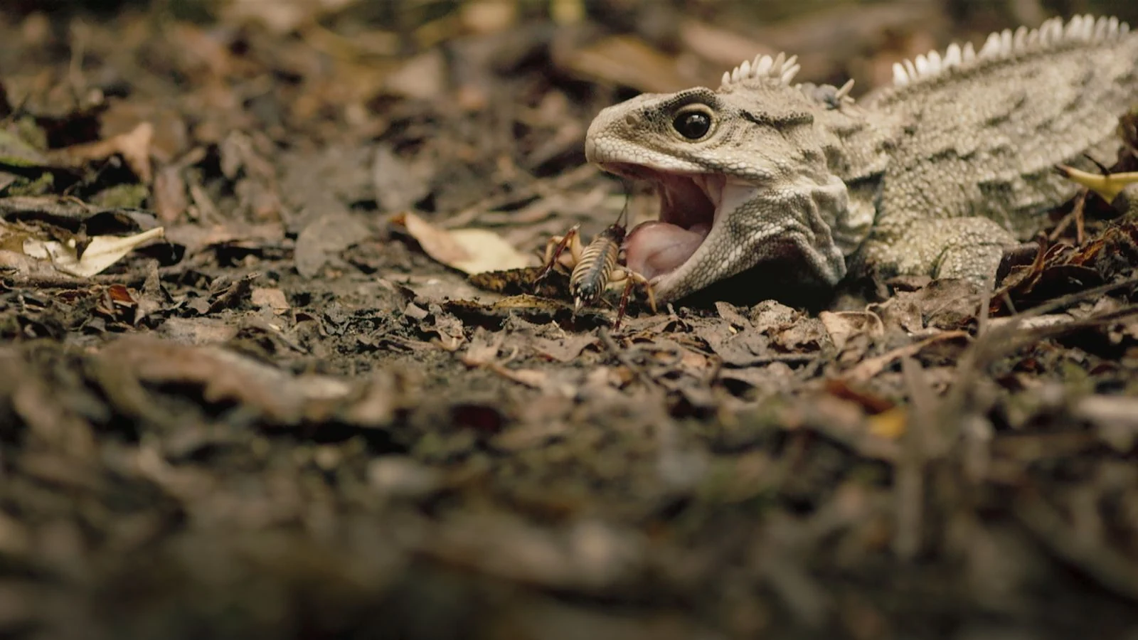 Viasat Nature_Wild New Zealand_bridge-lizard