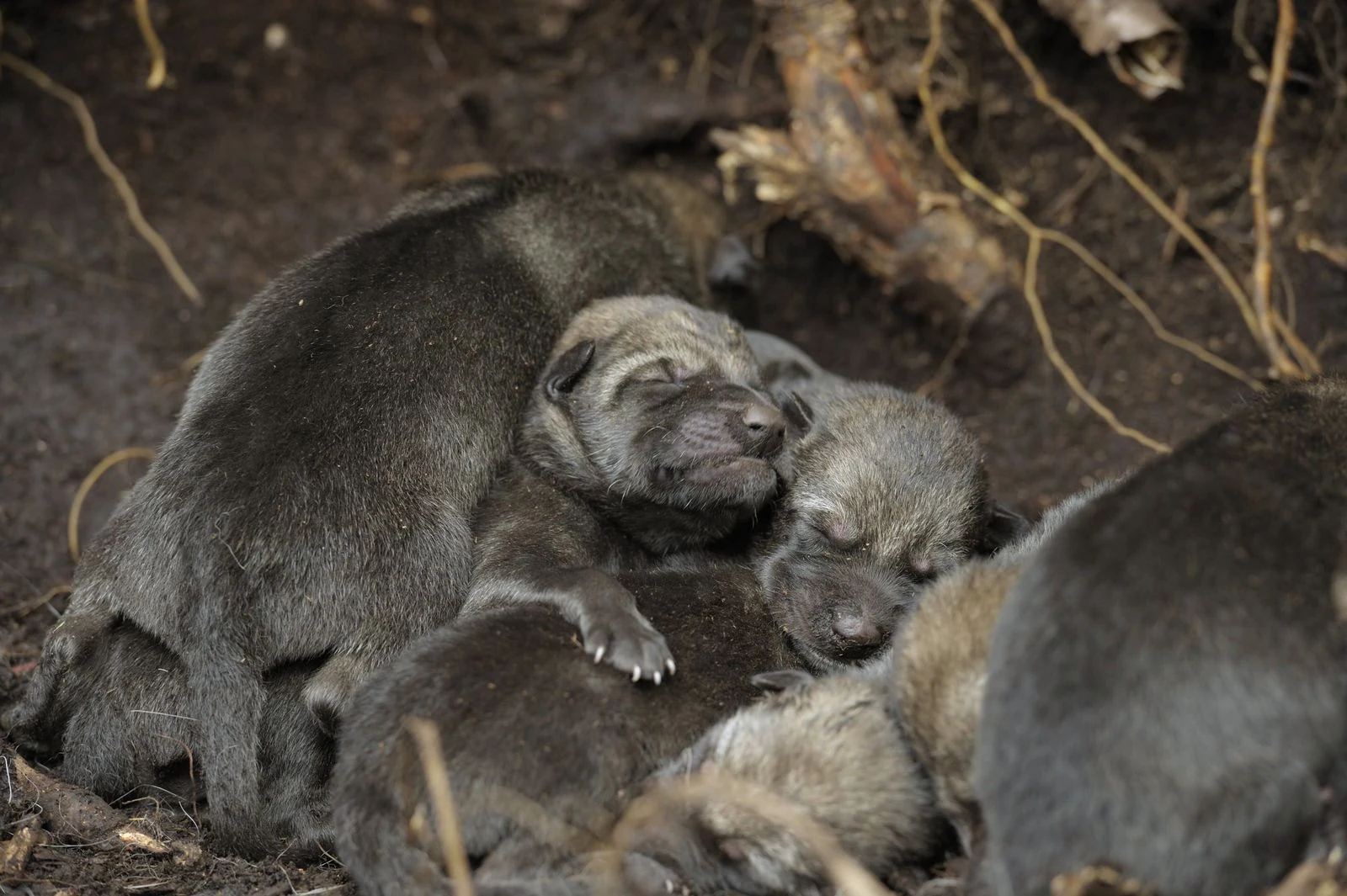 Viasat Nature-RA-Chernobyl_Wolve_WOL6297_033